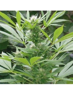 AMARANTA SEEDS - Easy Bud - 1