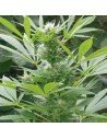 AMARANTA SEEDS - Easy Bud - 1