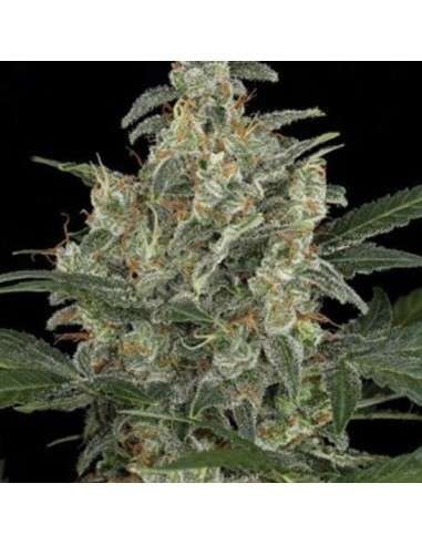 AMARANTA SEEDS - G-Power Cheese Automatic - 1