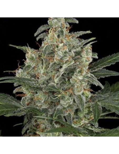 AMARANTA SEEDS - G-Power Cheese Automatic - 1