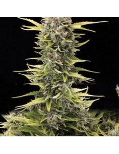 AMARANTA SEEDS - K.O. Haze - 1