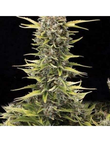 AMARANTA SEEDS - K.O. Haze - 1
