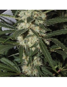 AMARANTA SEEDS - Northern Light - 1