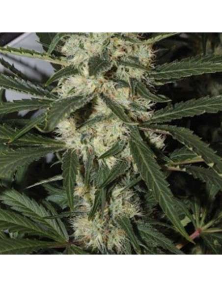 AMARANTA SEEDS - Northern Light - 1
