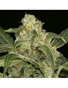 AMARANTA SEEDS - Power Haze - 1