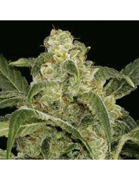 AMARANTA SEEDS - Power Haze - 1