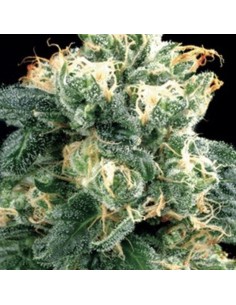 AMARANTA SEEDS - Power Plant - 1