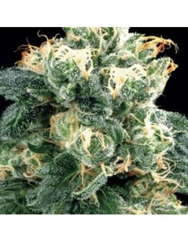 AMARANTA SEEDS - Power Plant - 1