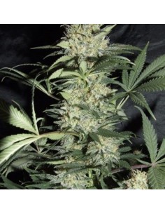 AMARANTA SEEDS - Silver Haze - 1