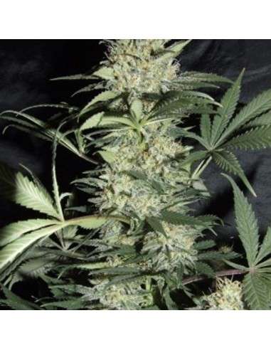 AMARANTA SEEDS - Silver Haze - 1