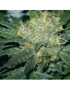 AMARANTA SEEDS - Tugy D Diesel - 1