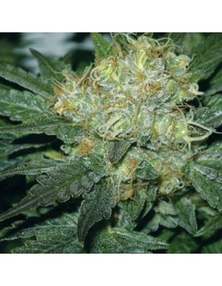 AMARANTA SEEDS - Tugy D Diesel - 1