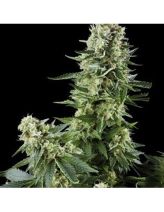 AMARANTA SEEDS - White Widow - 1