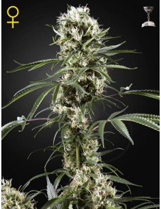 GREEN HOUSE SEEDS - Super Lemon Haze - 1