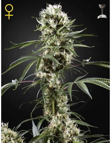 GREEN HOUSE SEEDS - Super Lemon Haze - 1