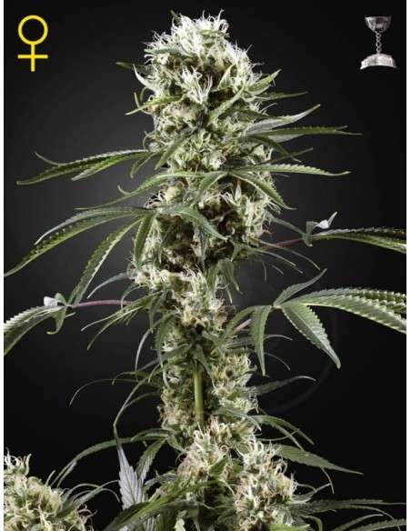 GREEN HOUSE SEEDS - Super Lemon Haze - 1