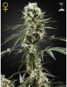 GREEN HOUSE SEEDS - Super Lemon Haze - 1
