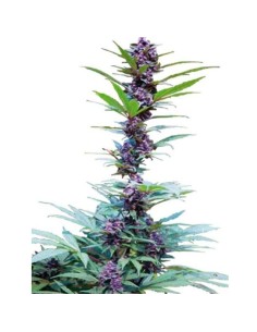 CANNABIOGEN - Deluxe Mix - 1