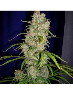 CANNABIOGEN - Destroyer - 1