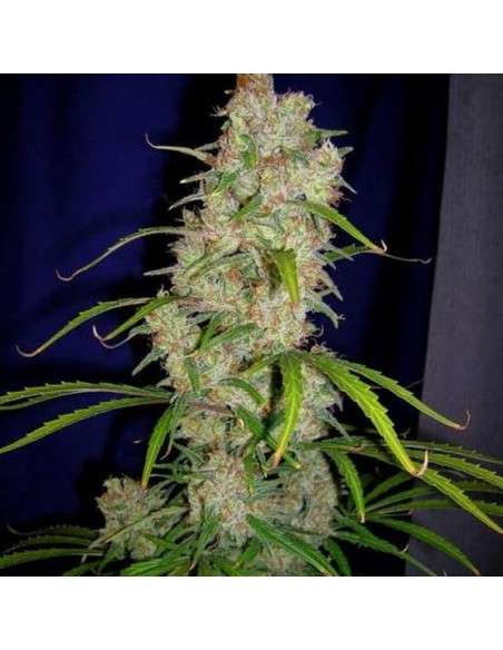 CANNABIOGEN - Destroyer - 1