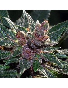 CANNABIOGEN - Pakistan Chitral Kush - 1