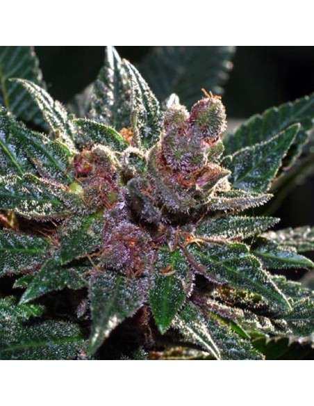 CANNABIOGEN - Pakistan Chitral Kush - 1