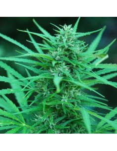 CANNABIOGEN - Panama - 1