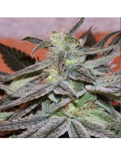 CANNABIOGEN - Panama D.C. - 1