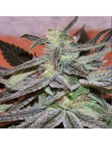 CANNABIOGEN - Panama D.C. - 1