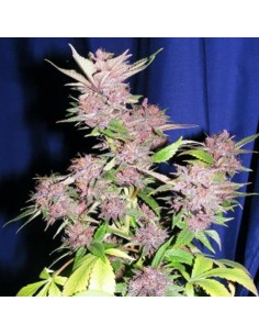CANNABIOGEN - Sandstorm - 1