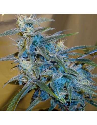 CANNABIOGEN - Sugarloaf - 1