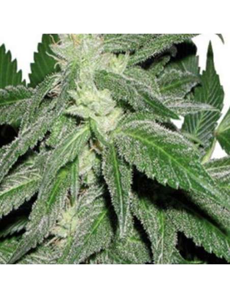 CANNABIOGEN - Taskenti - 1