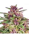 Frisian Dew - 1