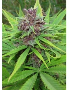 Frisian Dew - 1 2