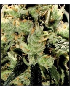 GREEN HOUSE SEEDS - Super Lemon Haze - 1 2