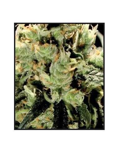 GREEN HOUSE SEEDS - Super Lemon Haze - 2