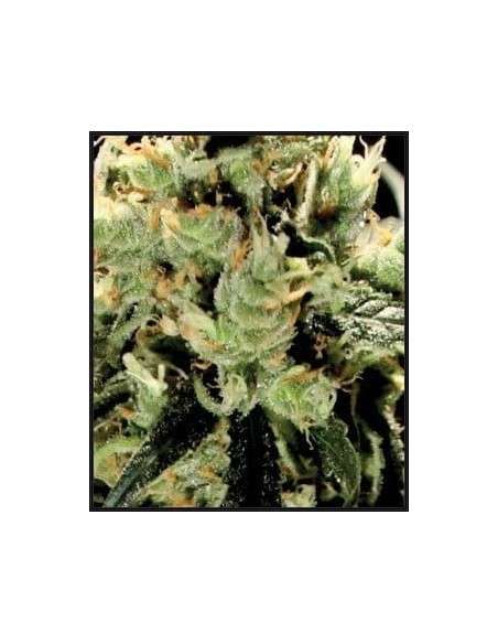 GREEN HOUSE SEEDS - Super Lemon Haze - 2