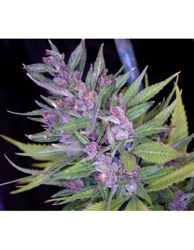 Frisian Dew - 3