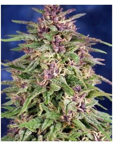 Frisian Dew - 4