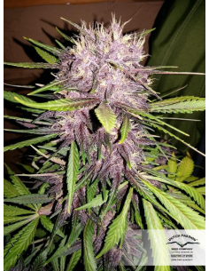 DUTCH PASSION - Auto Blackberry Kush - 6 2