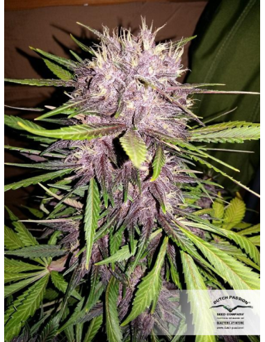 DUTCH PASSION - Auto Blackberry Kush - 1