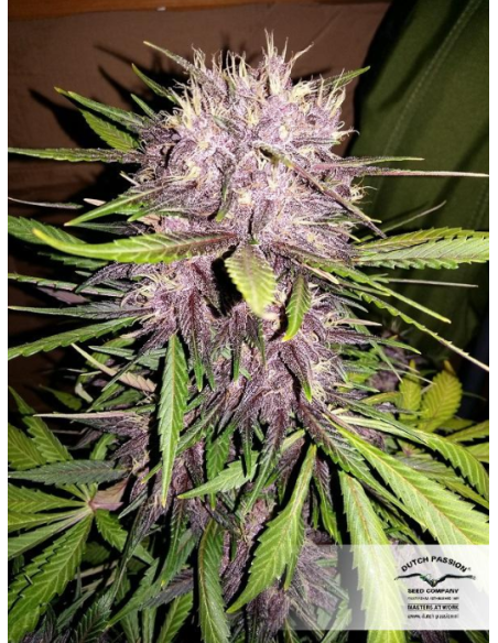 DUTCH PASSION - Auto Blackberry Kush - 1