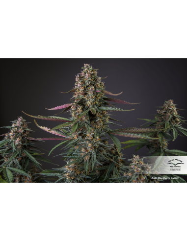 DUTCH PASSION - Auto Blackberry Kush - 2