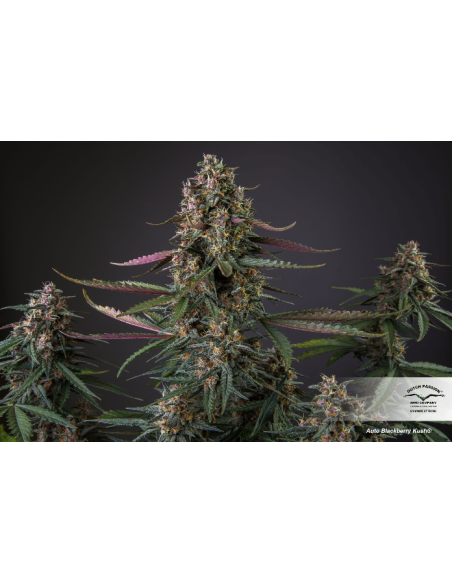 DUTCH PASSION - Auto Blackberry Kush - 2