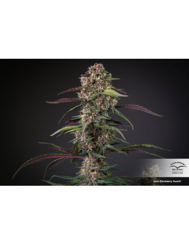DUTCH PASSION - Auto Blackberry Kush - 3