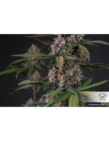DUTCH PASSION - Auto Blackberry Kush - 4