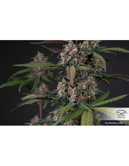 DUTCH PASSION - Auto Blackberry Kush - 4