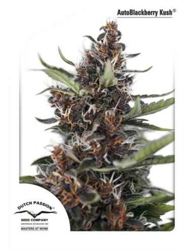 DUTCH PASSION - Auto Blackberry Kush - 6