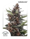 DUTCH PASSION - Auto Blackberry Kush - 6