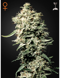 GREEN HOUSE SEEDS - White Rhino - 1